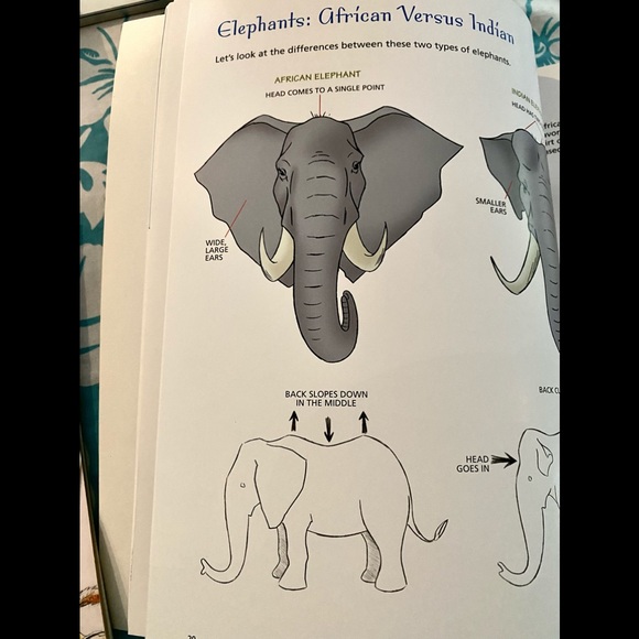 DRAW ANIMALS Big Clean Art Books🦒 Brand New! - Picture 4 of 5